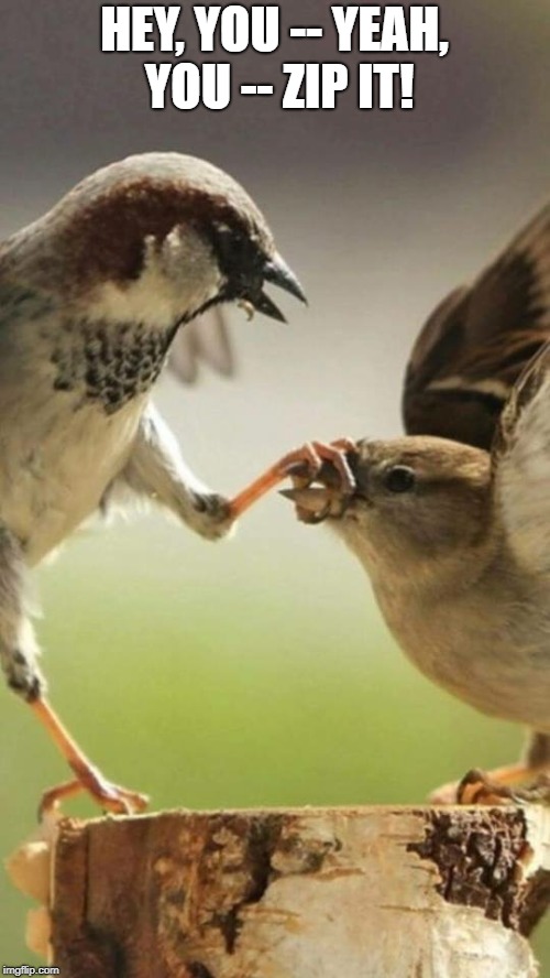 Shut up birds | HEY, YOU -- YEAH, YOU -- ZIP IT! | image tagged in shut up birds | made w/ Imgflip meme maker