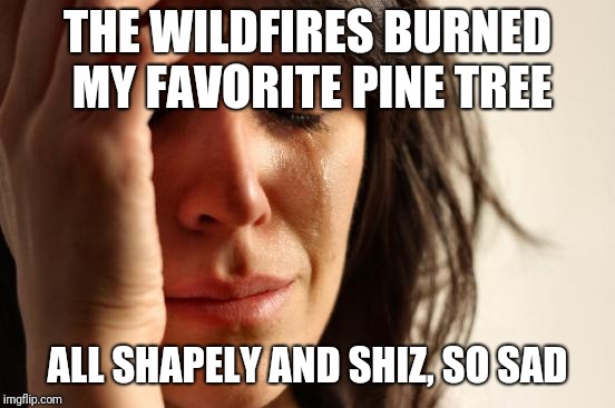 The real tragedy  | THE WILDFIRES BURNED MY FAVORITE PINE TREE; ALL SHAPELY AND SHIZ, SO SAD | image tagged in memes,first world problems | made w/ Imgflip meme maker