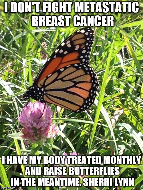 Metastatic Breast Cancer | I DON'T FIGHT METASTATIC BREAST CANCER; I HAVE MY BODY TREATED MONTHLY AND RAISE BUTTERFLIES IN THE MEANTIME. SHERRI LYNN | image tagged in mbc,butterfly,monarch butterfly,metastatic breast cancer,summer 2018,milkweed | made w/ Imgflip meme maker