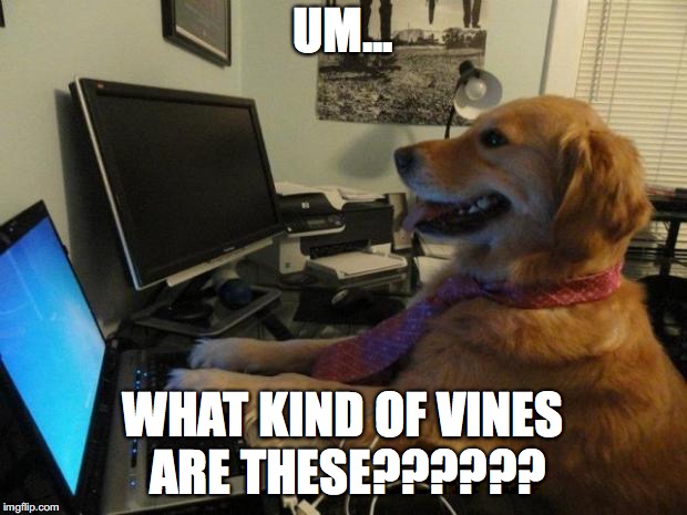 Dog reacts to mmd fnaf vines | UM... WHAT KIND OF VINES ARE THESE?????? | image tagged in dog behind a computer,mmd,memes,funny | made w/ Imgflip meme maker