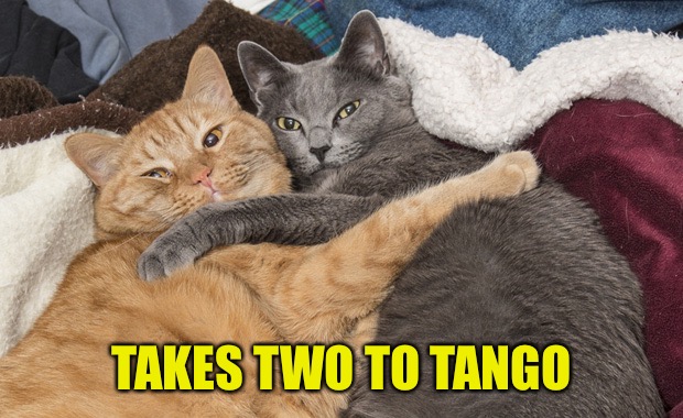 Two cats hugging | TAKES TWO TO TANGO | image tagged in two cats hugging | made w/ Imgflip meme maker