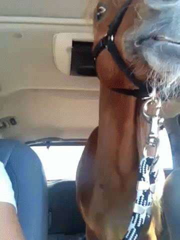 Cute horsey | image tagged in gifs,horse | made w/ Imgflip video-to-gif maker