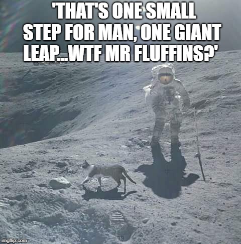  'THAT'S ONE SMALL STEP FOR MAN, ONE GIANT LEAP...WTF MR FLUFFINS?' | image tagged in fake moon landing,HistoryMemes | made w/ Imgflip meme maker