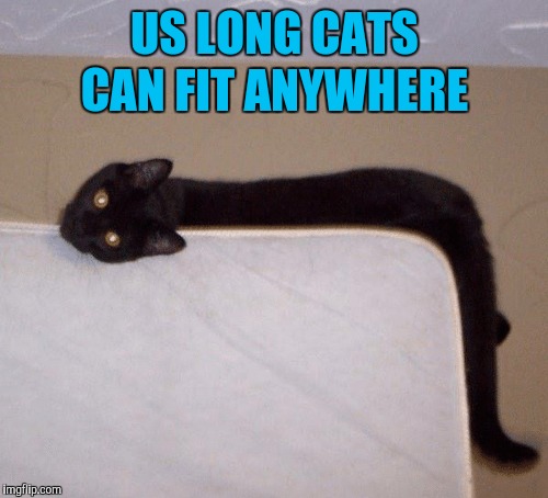 US LONG CATS CAN FIT ANYWHERE | made w/ Imgflip meme maker