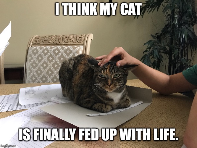I THINK MY CAT; IS FINALLY FED UP WITH LIFE. | made w/ Imgflip meme maker