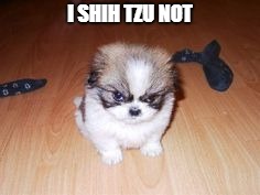 Angry Shih Tzu | I SHIH TZU NOT | image tagged in angry shih tzu,shih tzu,i'm not kidding | made w/ Imgflip meme maker
