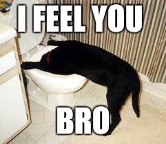 Dog toilet  | I FEEL YOU BRO | image tagged in dog toilet | made w/ Imgflip meme maker
