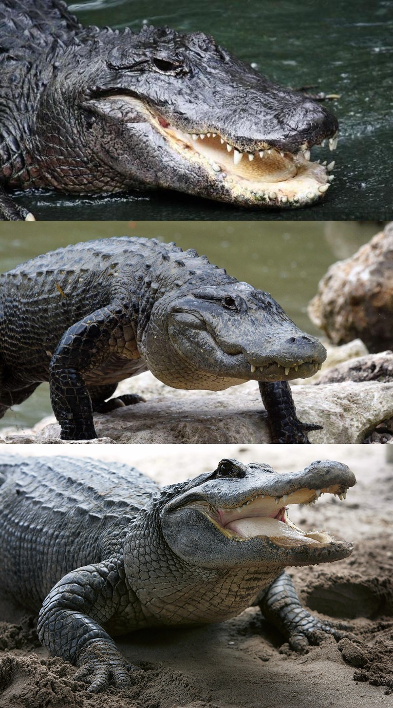 High Quality Bad Pun Alligator Blank Meme Template