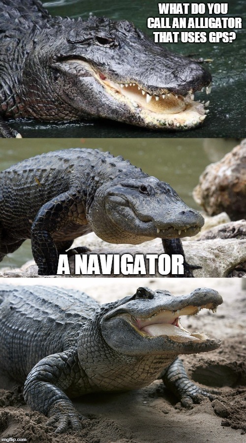 Alligator Meme | tyello.com