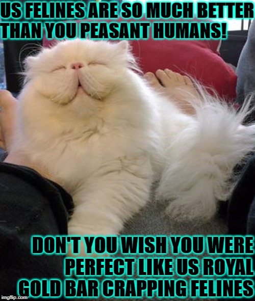 US FELINES ARE SO MUCH BETTER THAN YOU PEASANT HUMANS! DON'T YOU WISH YOU WERE PERFECT LIKE US ROYAL GOLD BAR CRAPPING FELINES | image tagged in i'm better | made w/ Imgflip meme maker