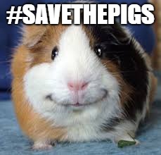 Guinea Pig | #SAVETHEPIGS | image tagged in guinea pig | made w/ Imgflip meme maker