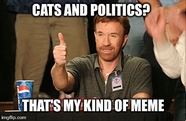 Chuck Norris Approves Meme | CATS AND POLITICS? THAT'S MY KIND OF MEME | image tagged in memes,chuck norris approves,chuck norris | made w/ Imgflip meme maker