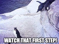 First step!  | WATCH THAT FIRST STEP! | image tagged in funny penguin,watch that first step | made w/ Imgflip meme maker