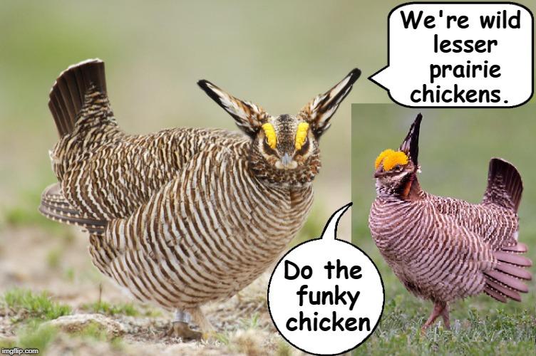 If Chickens Could Talk... | We're wild lesser prairie chickens. Do the funky chicken | image tagged in tympanuchus pallidicinctus,chicken,lesser prairie chickens,animal meme,cool animals,funky chicken | made w/ Imgflip meme maker