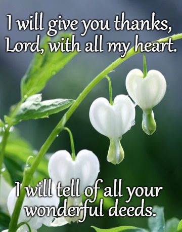 Psalms 9:1 Thanks Lord With All of My Heart,  I Will Tell of All of Your Deeds. | I will give you thanks, Lord, with all my heart. I will tell of all your; wonderful deeds. | image tagged in bible,holy bible,holy spirit,bible verse,verse,god | made w/ Imgflip meme maker