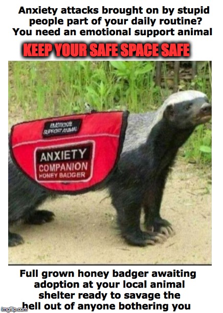 Emotional Support | Anxiety attacks brought on by stupid people part of your daily routine? You need an emotional support animal; KEEP YOUR SAFE SPACE SAFE; Full grown honey badger awaiting adoption at your local animal shelter ready to savage the hell out of anyone bothering you | image tagged in safe space,anxiety,support,honey badger | made w/ Imgflip meme maker