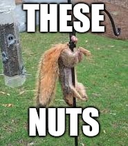 THESE NUTS | image tagged in squirrel nuts | made w/ Imgflip meme maker
