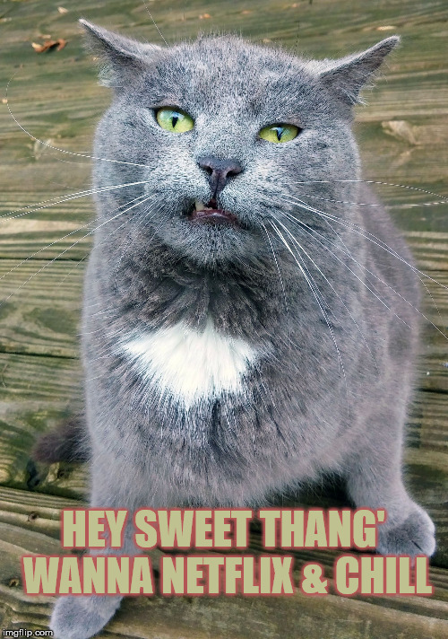 Smiley Cat | HEY SWEET THANG' WANNA NETFLIX & CHILL | image tagged in smiley cat | made w/ Imgflip meme maker