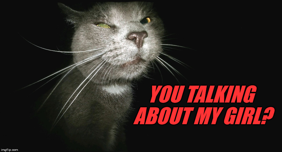 Stalker Cat | YOU TALKING ABOUT MY GIRL? | image tagged in stalker cat | made w/ Imgflip meme maker