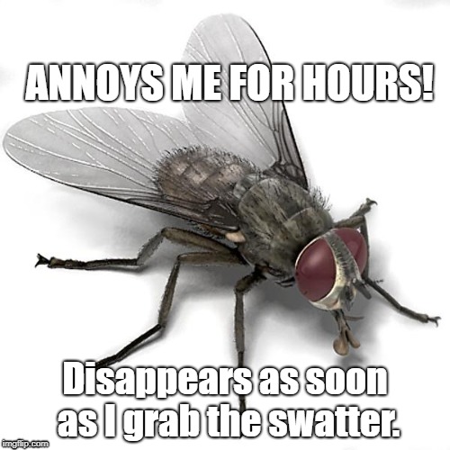 Scumbag House Fly | ANNOYS ME FOR HOURS! Disappears as soon as I grab the swatter. | image tagged in scumbag house fly | made w/ Imgflip meme maker