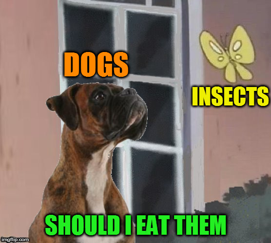 Is This Food? | DOGS; INSECTS; SHOULD I EAT THEM | image tagged in is this a pigeon,memes,insects,dogs,boxers,food | made w/ Imgflip meme maker
