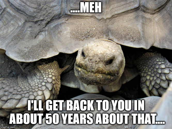 grumpy tortoise | ....MEH I'LL GET BACK TO YOU IN ABOUT 50 YEARS ABOUT THAT.... | image tagged in grumpy tortoise | made w/ Imgflip meme maker