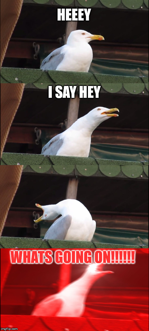 Inhaling Seagull | HEEEY; I SAY HEY; WHATS GOING ON!!!!!! | image tagged in memes,inhaling seagull | made w/ Imgflip meme maker