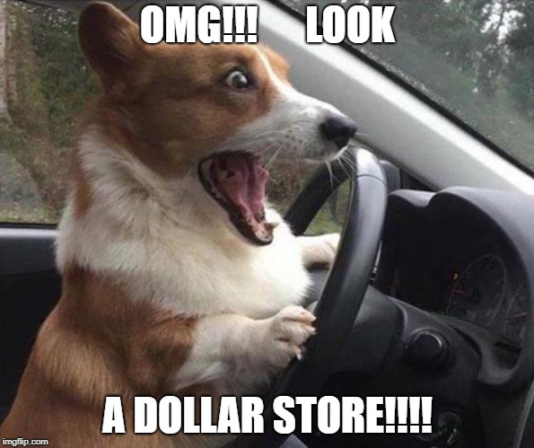 dog driving | OMG!!!      LOOK; A DOLLAR STORE!!!! | image tagged in dog driving | made w/ Imgflip meme maker