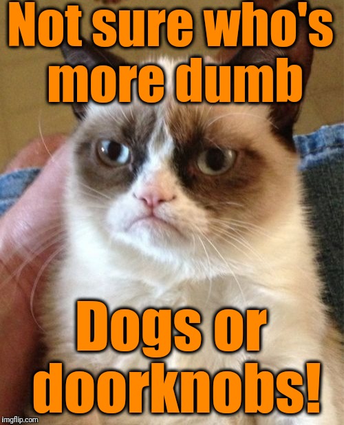 Grumpy Cat Meme | Not sure who's more dumb Dogs or doorknobs! | image tagged in memes,grumpy cat | made w/ Imgflip meme maker