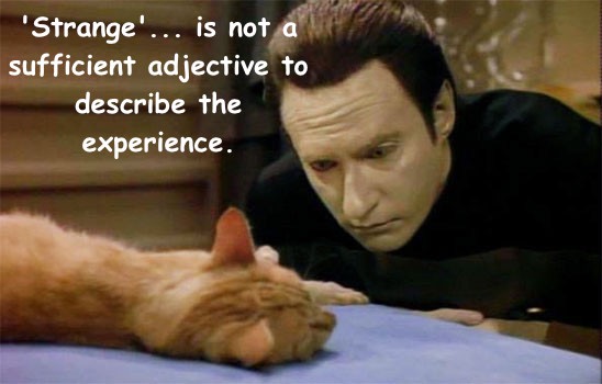 Spot putting Data in his place. | . | image tagged in data,spot,cats rule | made w/ Imgflip meme maker