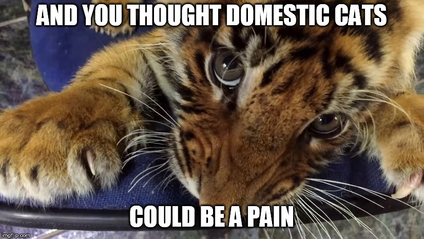  AND YOU THOUGHT DOMESTIC CATS; COULD BE A PAIN | image tagged in tiger cub,office chair,chew toy,pain in the ass | made w/ Imgflip meme maker