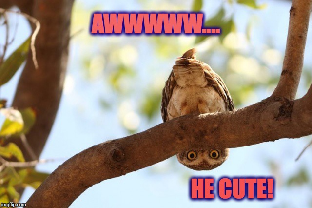 well howdy there | AWWWWW.... HE CUTE! | image tagged in well howdy there | made w/ Imgflip meme maker