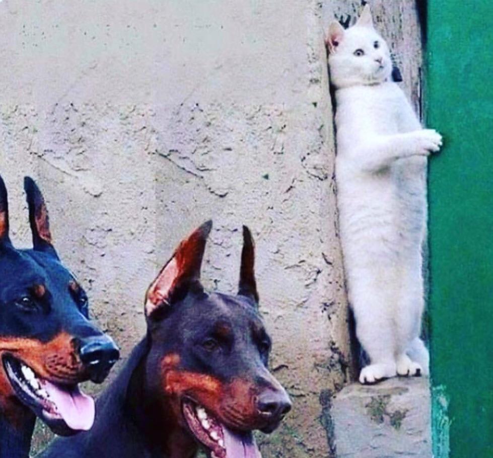 High Quality hide cat dogs Blank Meme Template
