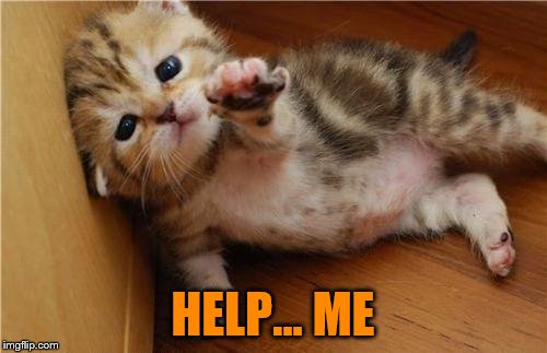 Help Me Kitten | HELP... ME | image tagged in help me kitten | made w/ Imgflip meme maker