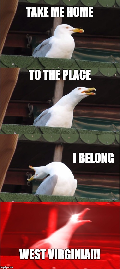 Inhaling Seagull | TAKE ME HOME; TO THE PLACE; I BELONG; WEST VIRGINIA!!! | image tagged in memes,inhaling seagull | made w/ Imgflip meme maker