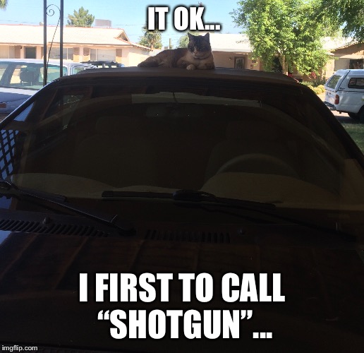 Phat LOLCat rides shotgun | IT OK... I FIRST TO CALL “SHOTGUN”... | image tagged in cats,catnip cat | made w/ Imgflip meme maker