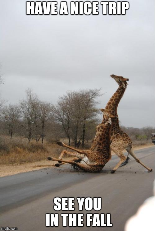 Falling Giraffe | HAVE A NICE TRIP SEE YOU IN THE FALL | image tagged in falling giraffe | made w/ Imgflip meme maker
