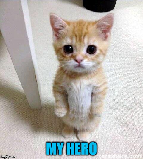 Cute Cat Meme | MY HERO | image tagged in memes,cute cat | made w/ Imgflip meme maker