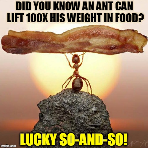 WOW! I could Lift a Ton of Bacon in Ant Weights | DID YOU KNOW AN ANT CAN LIFT 100X HIS WEIGHT IN FOOD? LUCKY SO-AND-SO! | image tagged in vince vance,i love bacon,ants,bacon meme,weight lifting insect,bacon dreams | made w/ Imgflip meme maker