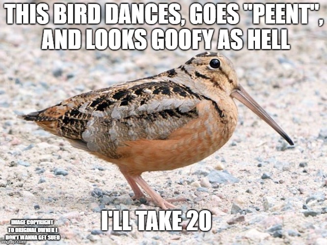 The American Woodcock (Yes, this is a real bird) | THIS BIRD DANCES, GOES "PEENT", AND LOOKS GOOFY AS HELL; I'LL TAKE 20; IMAGE COPYRIGHT TO ORIGINAL OWNER I DON'T WANNA GET SUED | image tagged in american woodcock,birb | made w/ Imgflip meme maker