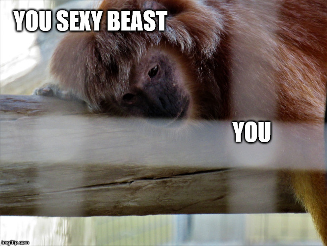 Snooze monkey | YOU SEXY BEAST YOU | image tagged in snooze monkey | made w/ Imgflip meme maker