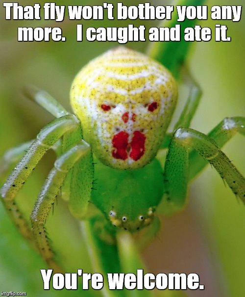 That fly won't bother you any more.   I caught and ate it. You're welcome. | made w/ Imgflip meme maker