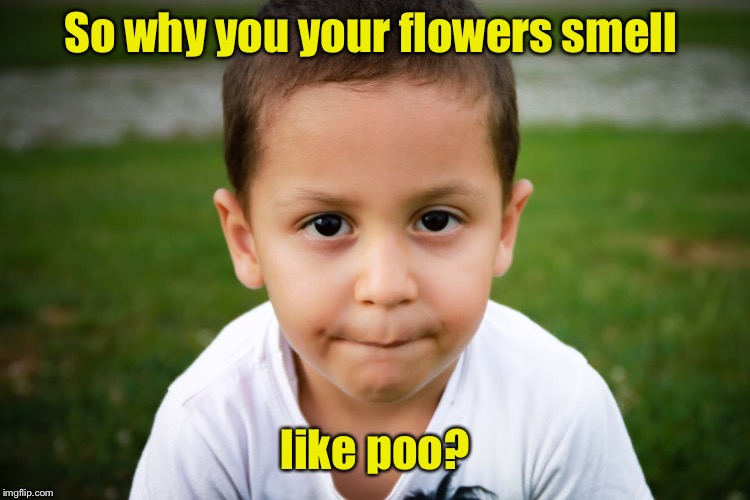 So why you your flowers smell like poo? | made w/ Imgflip meme maker