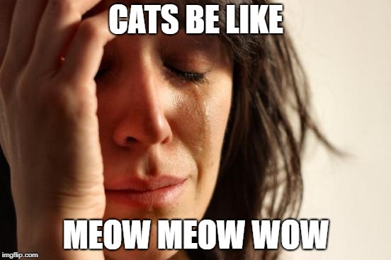 First World Problems Meme | CATS BE LIKE; MEOW MEOW WOW | image tagged in memes,first world problems | made w/ Imgflip meme maker