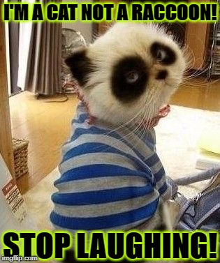 I'M A CAT NOT A RACCOON! STOP LAUGHING! | image tagged in what | made w/ Imgflip meme maker