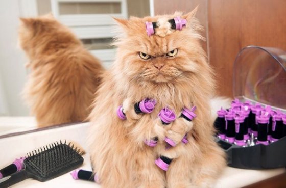 CURLY DIARRHEA Blank Meme Template