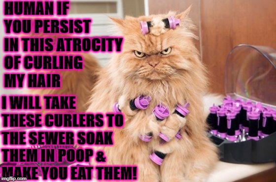 CURLY DIARRHEA | HUMAN IF YOU PERSIST IN THIS ATROCITY OF CURLING MY HAIR; I WILL TAKE THESE CURLERS TO THE SEWER SOAK THEM IN POOP & MAKE YOU EAT THEM! | image tagged in curly diarrhea | made w/ Imgflip meme maker