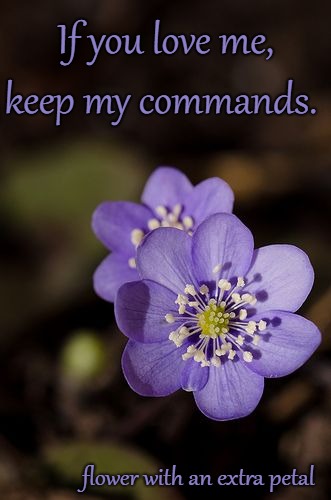 John 14:15  If You Love Me Keep My Commands | If you love me, keep my commands. flower with an extra petal | image tagged in holy bible,holy spirit,bible verse,verse,god,bible | made w/ Imgflip meme maker