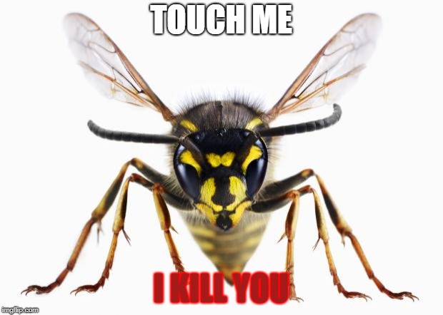 angry wasp | TOUCH ME; I KILL YOU | image tagged in scumbag wasp,funny | made w/ Imgflip meme maker