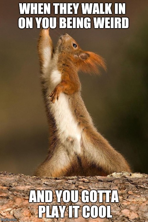 Dancing Squirrel | WHEN THEY WALK IN ON YOU BEING WEIRD; AND YOU GOTTA PLAY IT COOL | image tagged in dancing squirrel | made w/ Imgflip meme maker